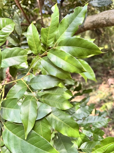 Engelhardia roxburghiana observed 2026-10-26