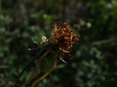 Bidens herzogii