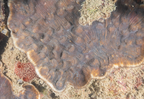 Mycedium elephantotus observed 2026-09-14