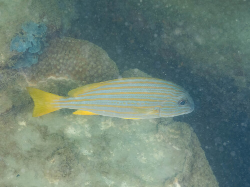 Plectorhinchus chrysotaenia observed 2026-09-14