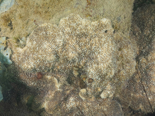 Lithophyllon undulatum observed 2026-09-14