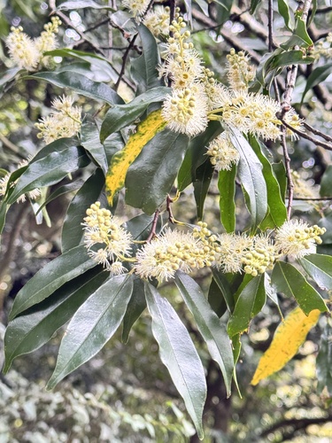 Prunus spinulosa observed 2026-10-26