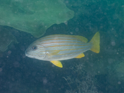 Plectorhinchus chrysotaenia observed 2026-09-14