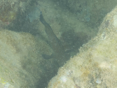 Cephalopholis formosa observed 2026-09-14