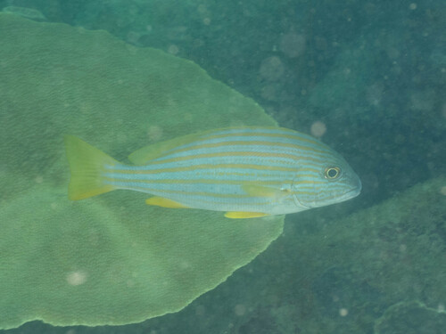 Plectorhinchus chrysotaenia observed 2026-09-14