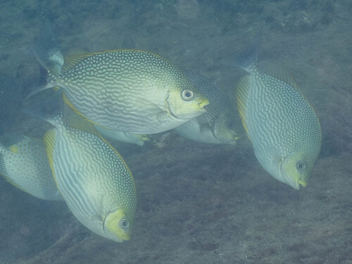 Siganus javus observed 2026-09-14