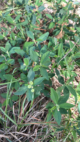 Sida rhombifolia observed 2026-10-26