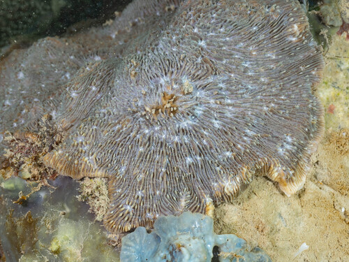 Lithophyllon undulatum observed 2026-09-14