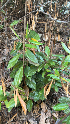 Elaeagnus pungens, 2026-10-26