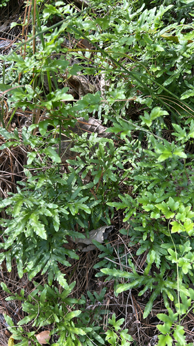 Lygodium japonicum observed 2026-10-26