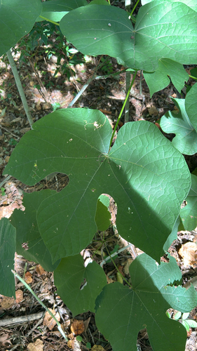 Firmiana simplex observed 2026-10-26