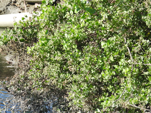 Pluchea indica observed 2026-10-26