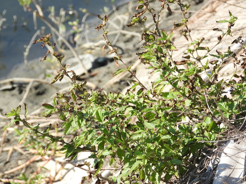 Malvastrum coromandelianum observed 2026-10-26