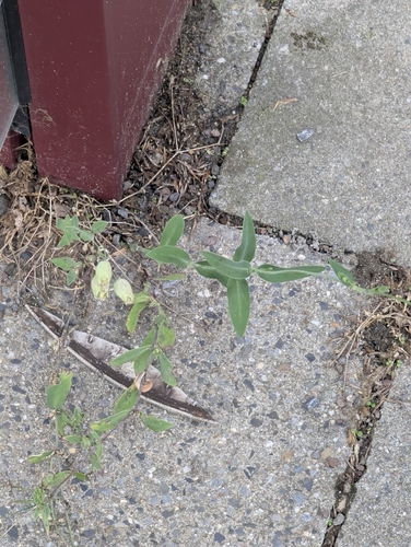 Silene vulgaris observed 2026-10-26