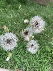 Hypochaeris chillensis