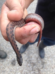 Clonophis kirtlandii