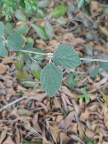 Macroptilium atropurpureum observed 2026-10-25