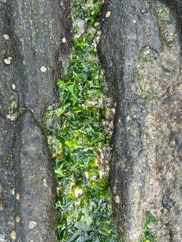 Ulva lactuca observed 2026-10-25