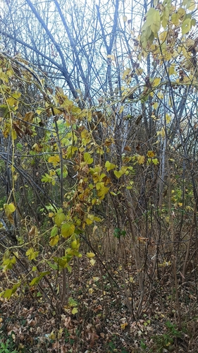 Humulus lupulus, 2026-10-26