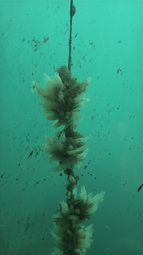 Ciona intestinalis observed 2026-10-26