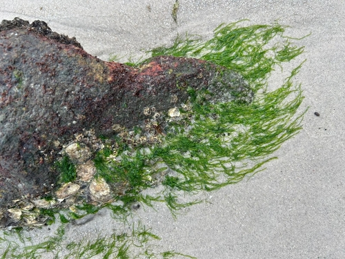 Ulva flexuosa observed 2026-10-25