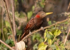 Bay Woodpecker photo 3