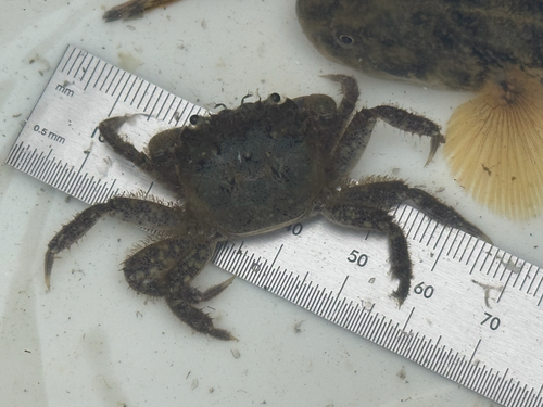 Hemigrapsus oregonensis, 2026-10-22