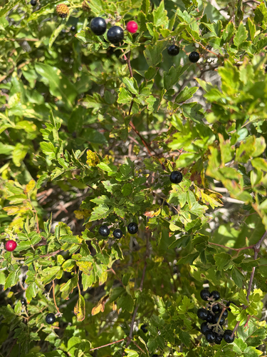 Nekemias arborea, 2026-10-26