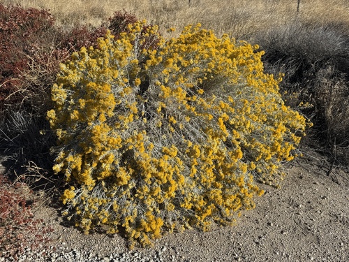 Ericameria nauseosa, 2026-10-26