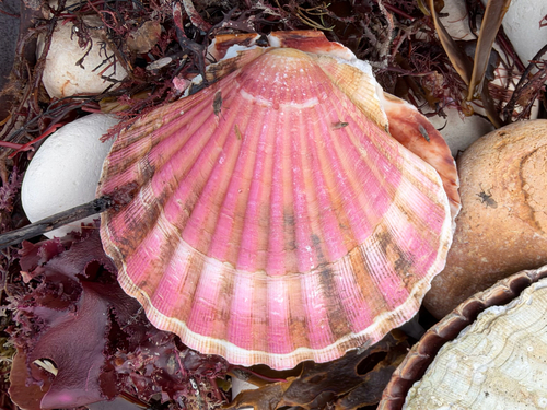 Pecten maximus observed 2026-10-26