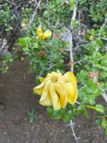Gardenia observed 2026-10-26