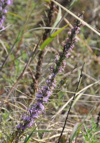 Liatris punctata observed 2026-10-26