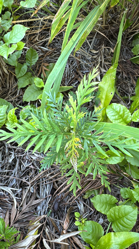Grevillea robusta observed 2026-10-22