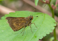 Corticea lysias