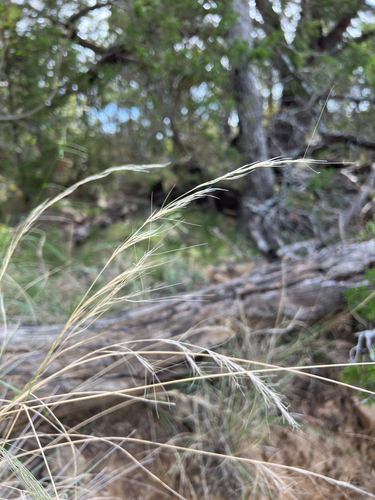 Aristida observed 2026-10-25