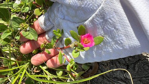 Portulaca observed 2026-10-26