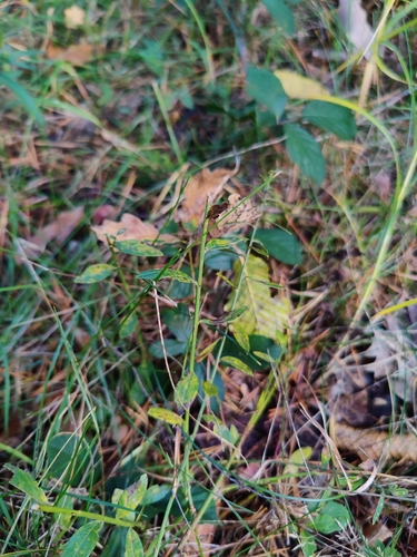 Genista tinctoria, 2026-10-26