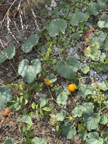 Cucumis melo observed 2026-10-26