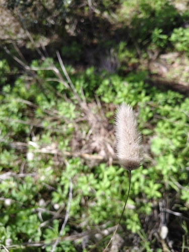 Lagurus ovatus observed 2026-10-26