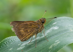 Corticea lysias