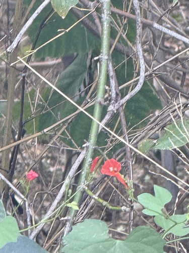 Ipomoea hederifolia observed 2026-10-26