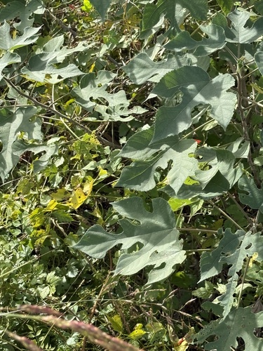 Broussonetia papyrifera observed 2026-10-26