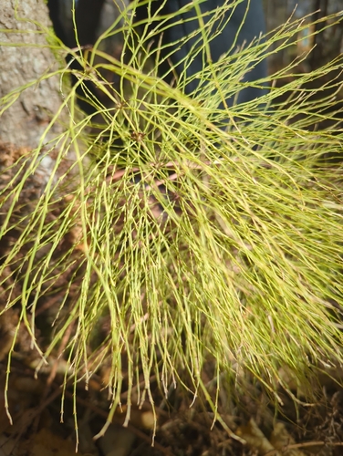 Equisetum sylvaticum observed 2026-10-26
