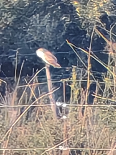 Tyto alba observed 2026-10-26