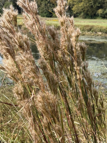Andropogon glomeratus observed 2026-10-26
