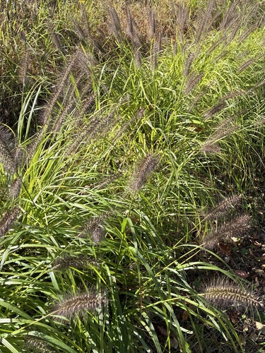 Cenchrus alopecuroides observed 2026-10-24