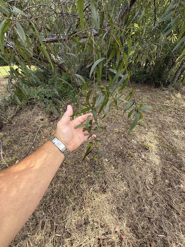 Salix nigra, 2026-10-26