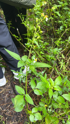 Bidens pilosa observed 2026-10-26