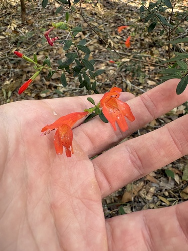 Clinopodium coccineum observed 2026-10-26
