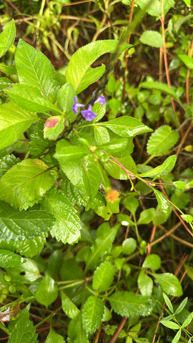 Stachytarpheta jamaicensis observed 2026-10-26
